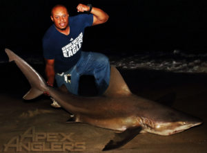 Jaymes Sandbar Shark 1