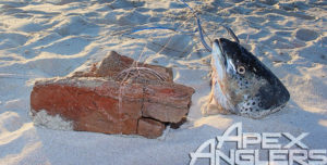Salmon1