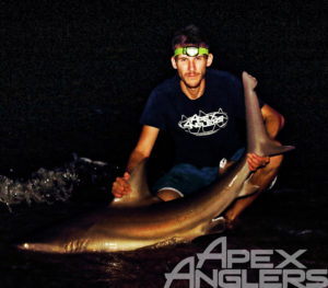 shark1