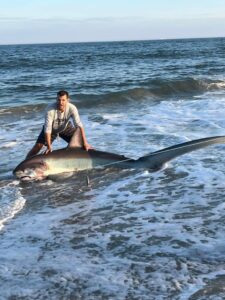 New Jersey Thresher Shark